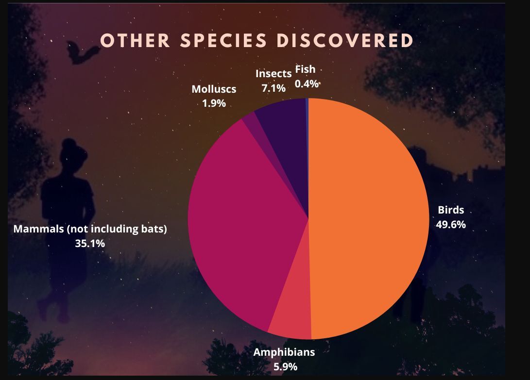 Sunset Survey: Join us and discover your local wildlife in the twilight zone