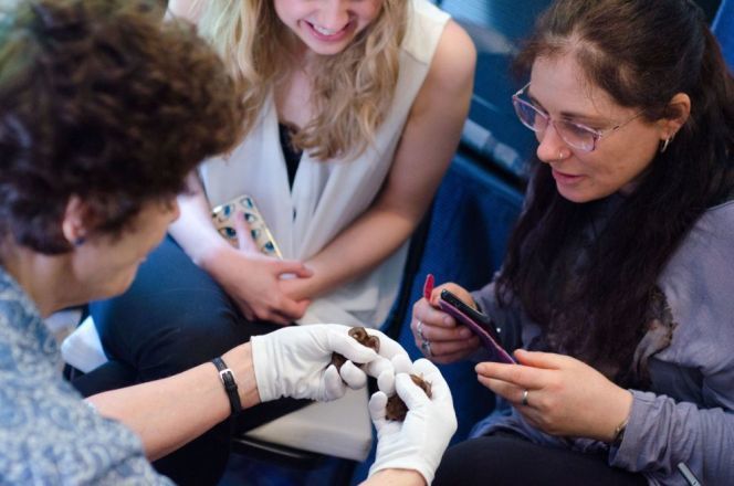 What's it take to be a bat carer?