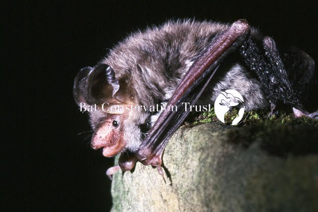 Bechstein's bat