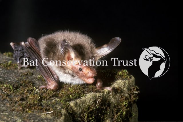 Bechstein's bat