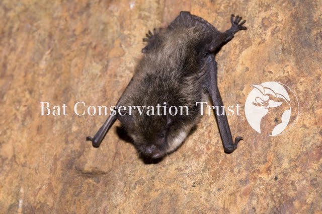 Brandt's bat
