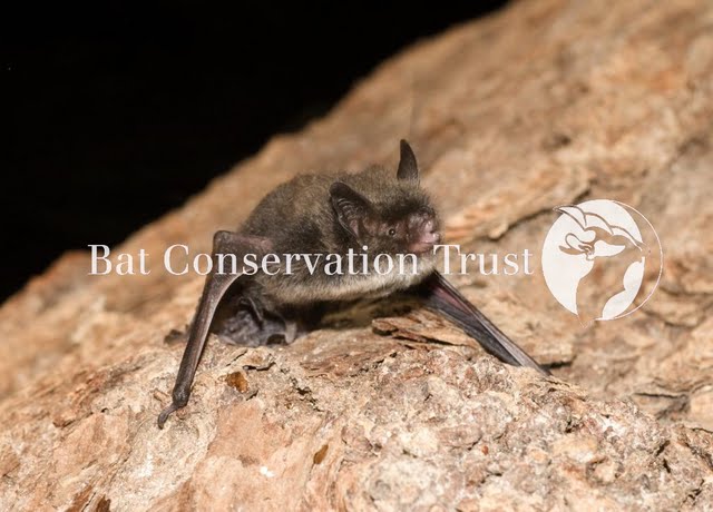 Brandt's bat