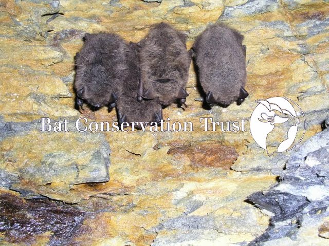 Brandt's bat