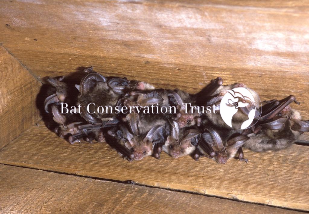 Brown long-eared bat