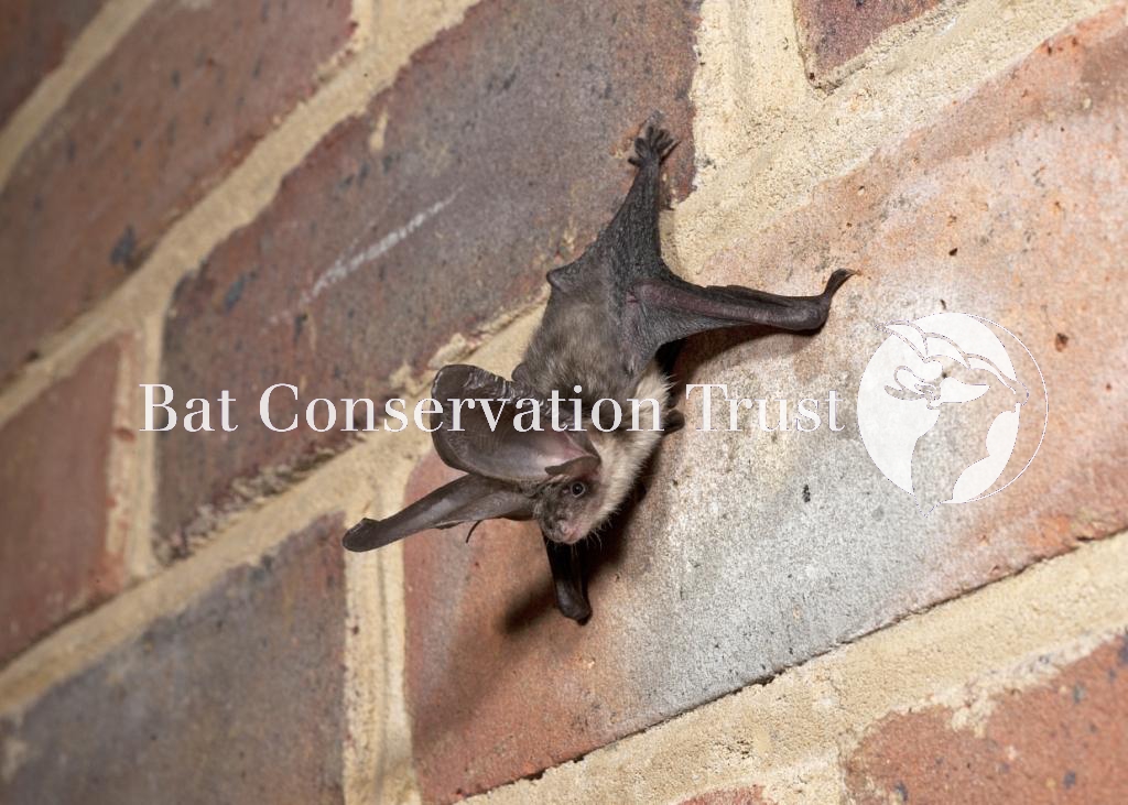 Brown long-eared bat