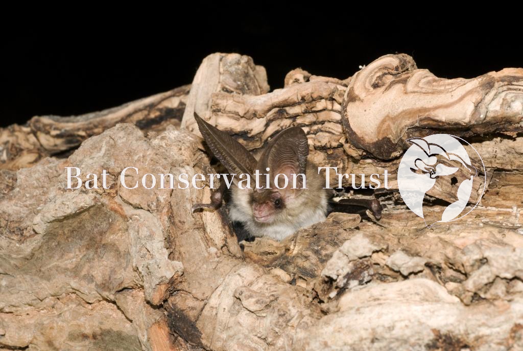 Brown long-eared bat