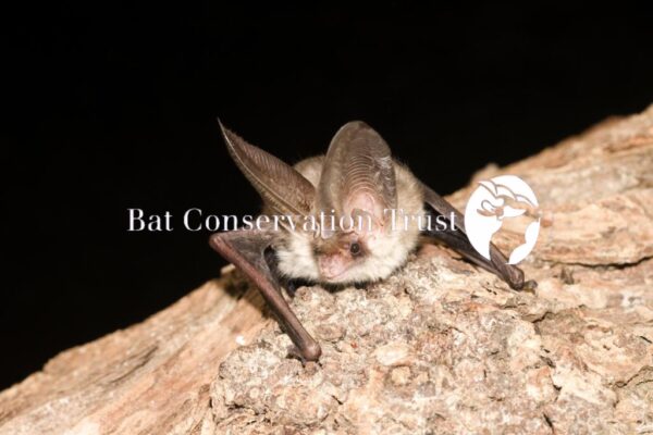 Brown long-eared bat