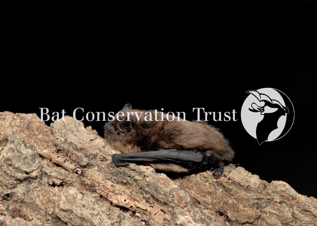 Common pipistrelle