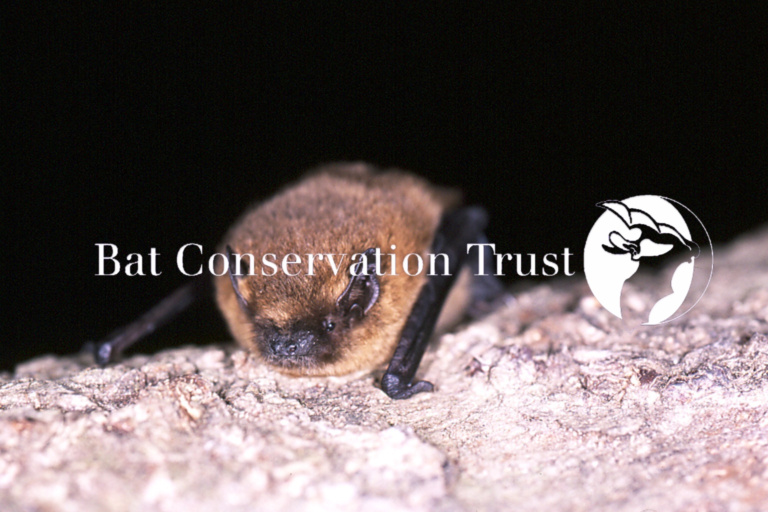 Common pipistrelle