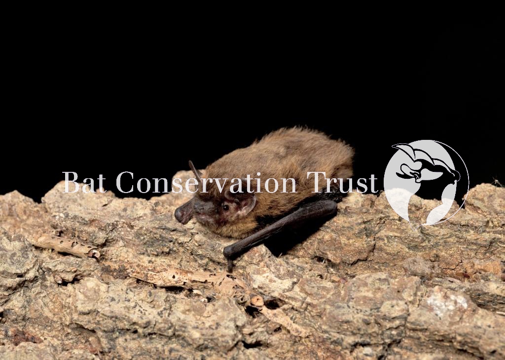 Common pipistrelle