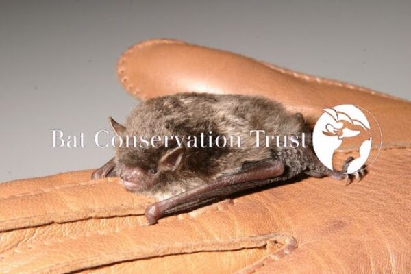Bats and rabies FAQs