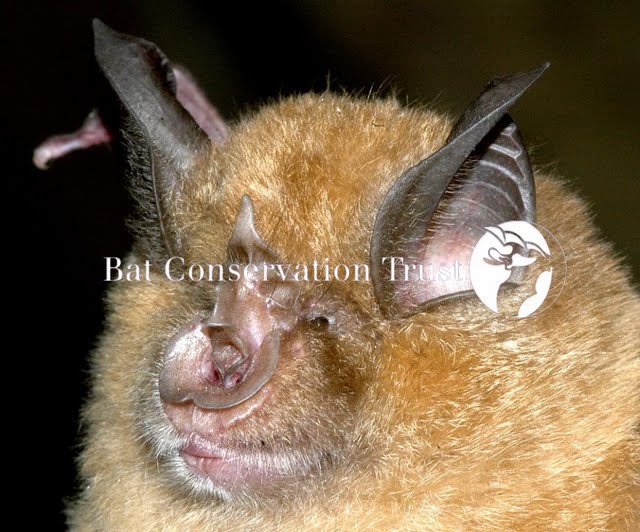Greater horseshoe bat