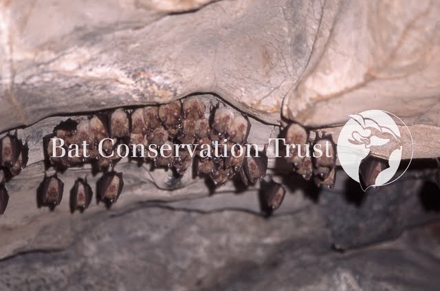 Greater horseshoe bat