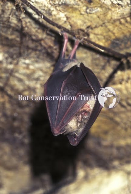 Greater horseshoe bat