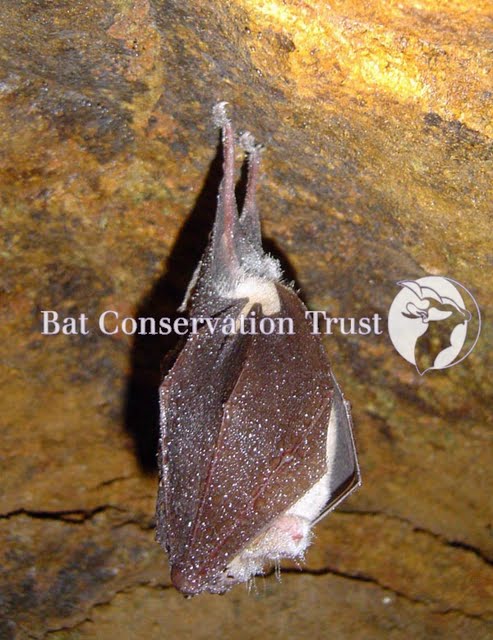 Greater horseshoe bat