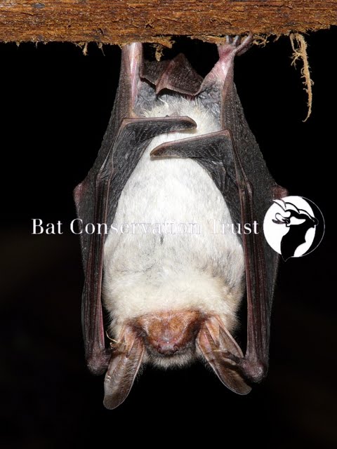 Greater mouse-eared bat