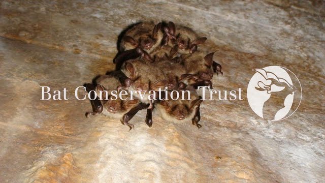 Greater mouse-eared bat