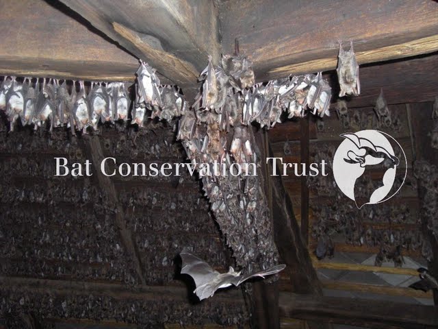 Greater mouse-eared bat
