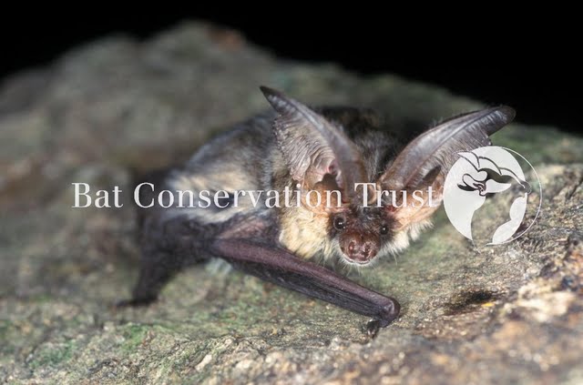 Grey long-eared bat