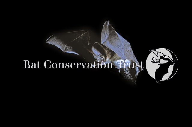 Grey long-eared bat