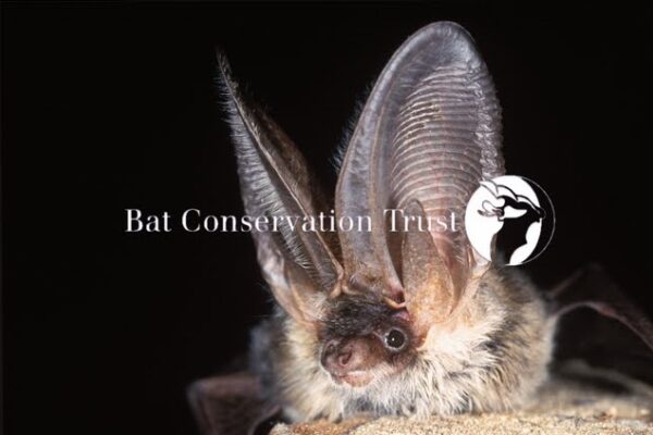 Grey long-eared bat