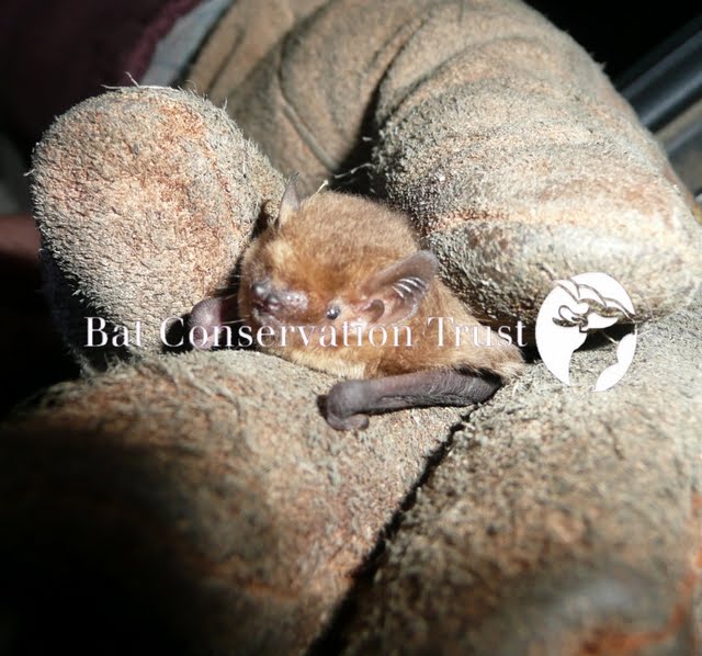 Nathusius' pipistrelle