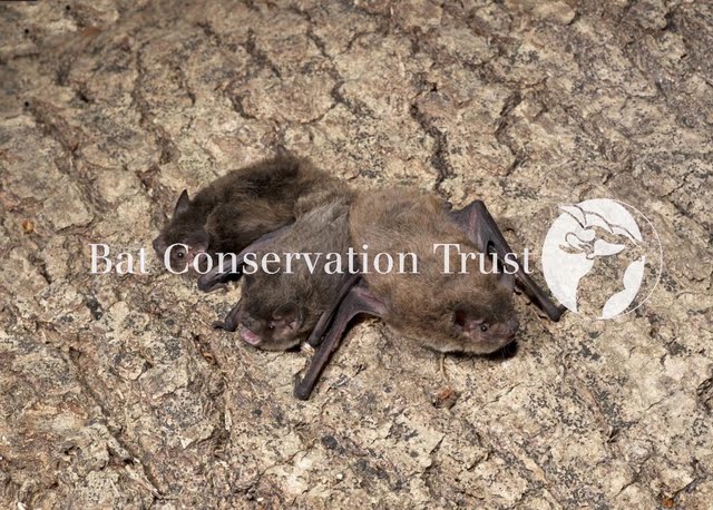 Nathusius' pipistrelle