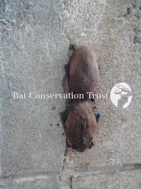 Nathusius' pipistrelle