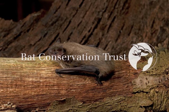 Nathusius' pipistrelle