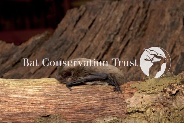 Nathusius' pipistrelle