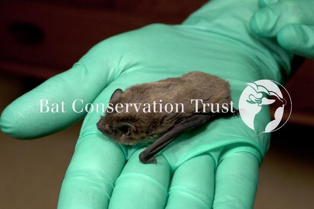 Nathusius' pipistrelle