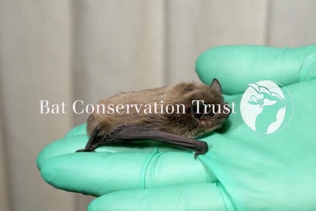 Nathusius' pipistrelle