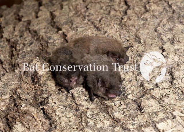 Nathusius' pipistrelle