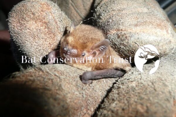 Nathusius' pipistrelle