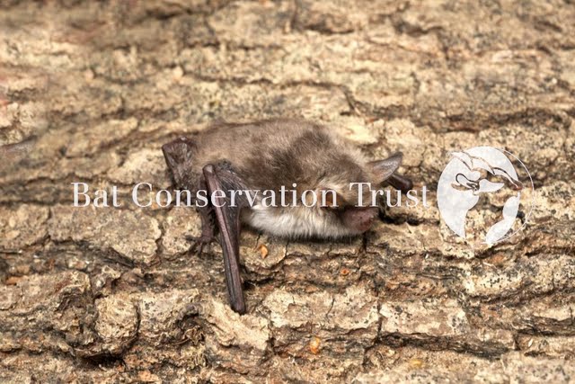 Natterer's bat