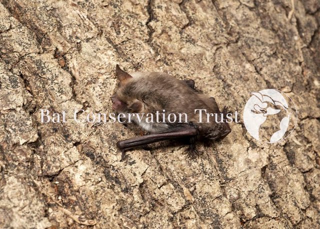 Natterer's bat