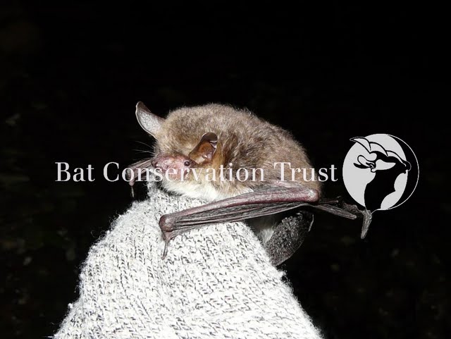 Natterer's bat