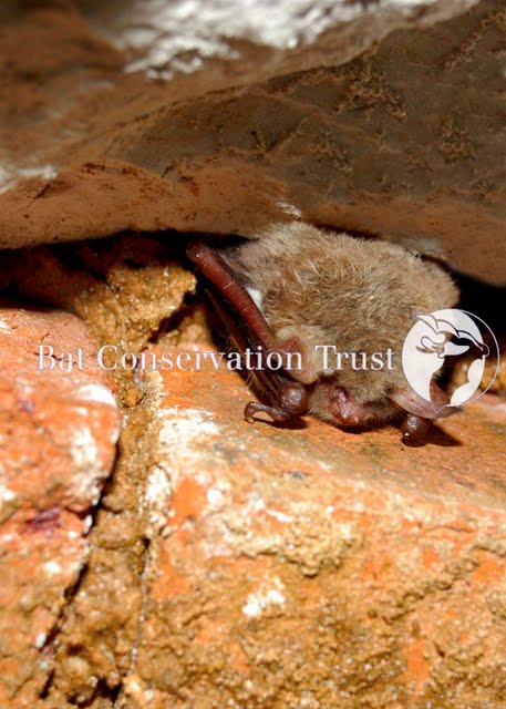 Natterer's bat