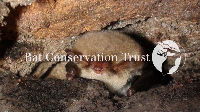 Natterer's bat