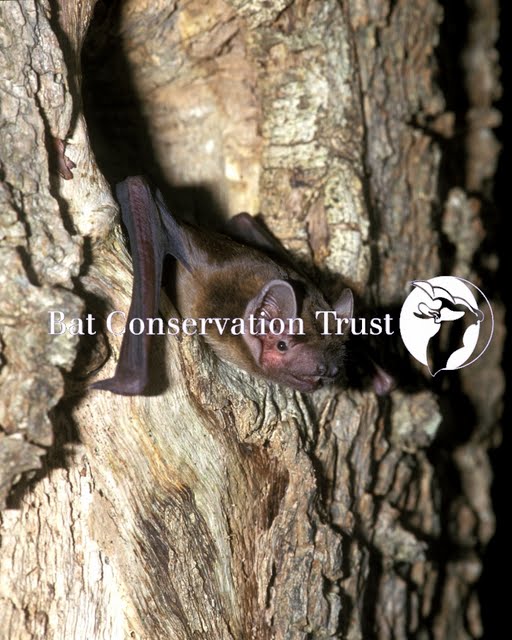 Noctule