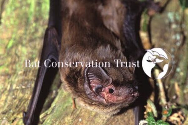 Noctule
