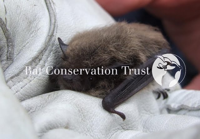 Whiskered bat