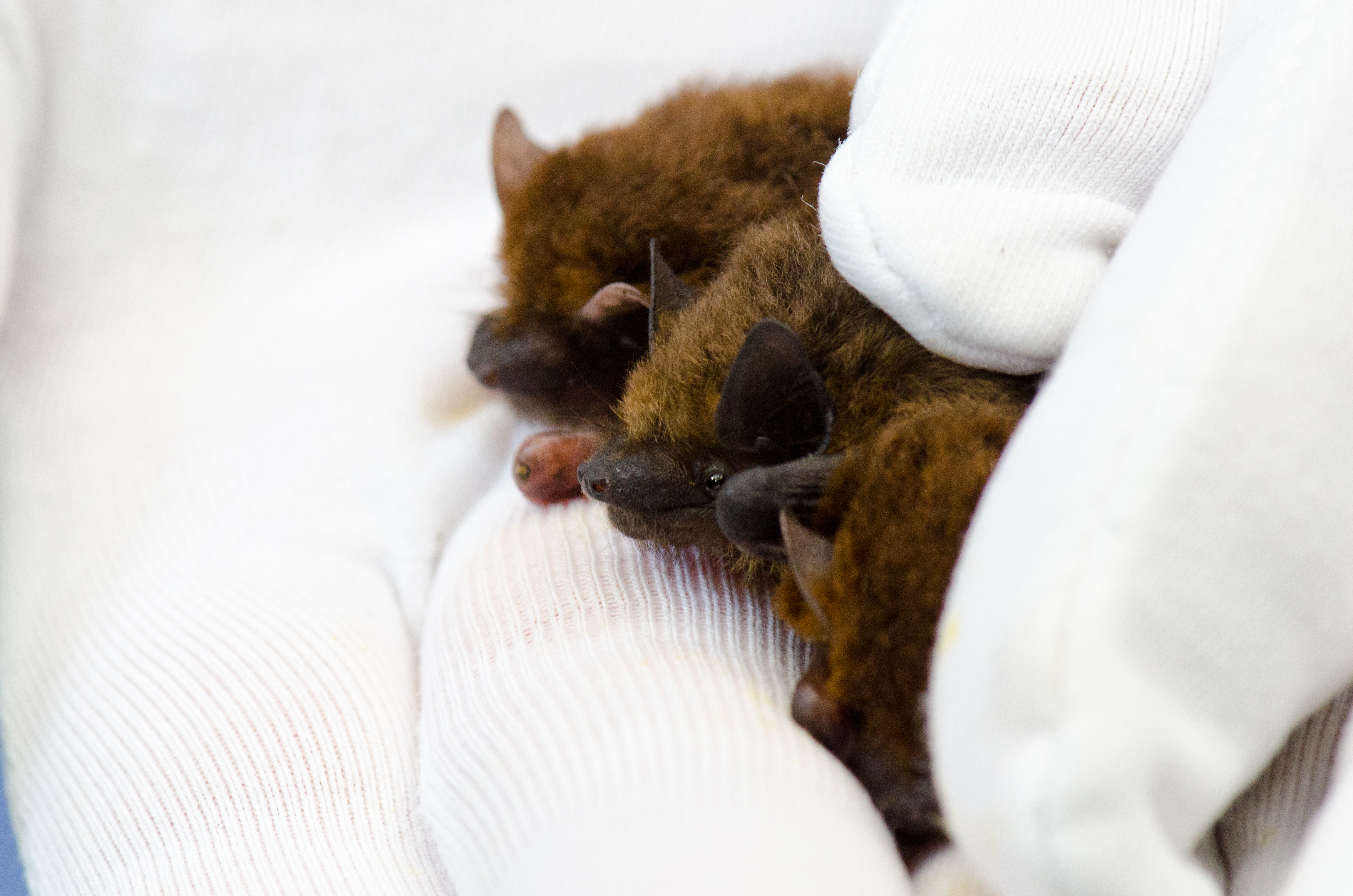 Online Bat Care Training