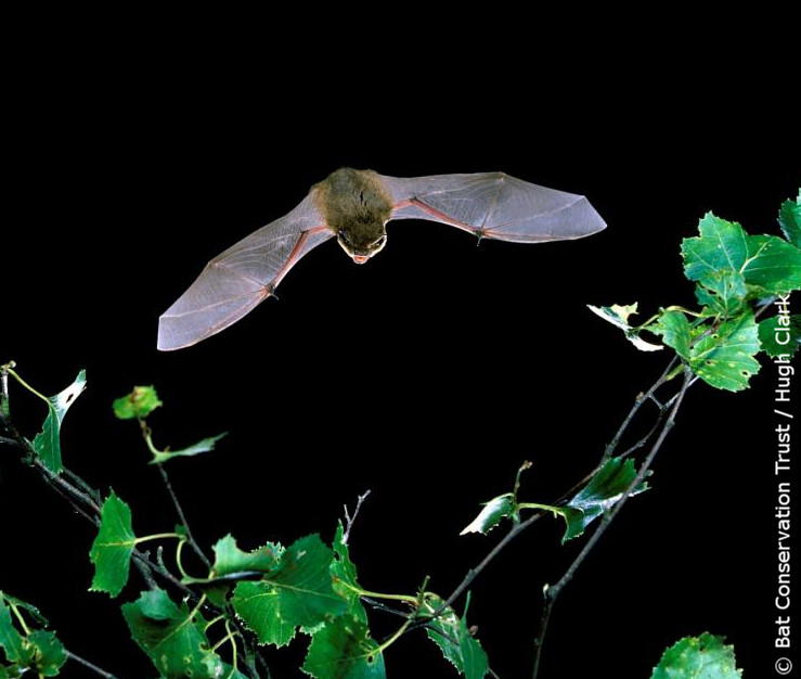 The British Standard for surveying bats in trees and woodlands  available for comment