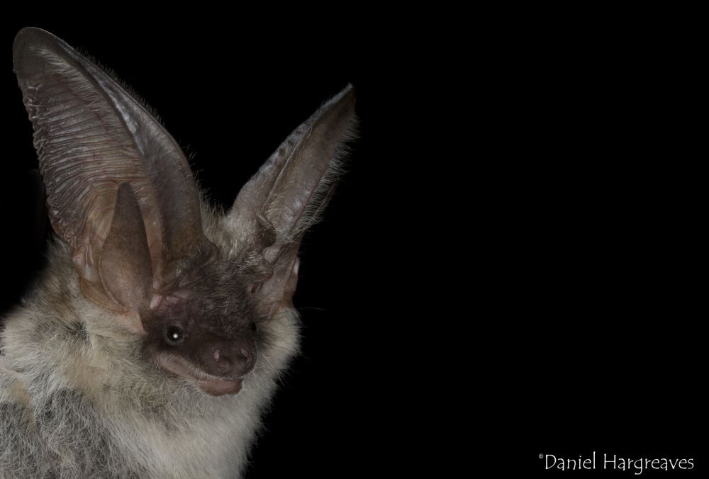 Rare ‘Back from the Brink’ bat discovered by National Bats in Churches Survey volunteers in Somerset church