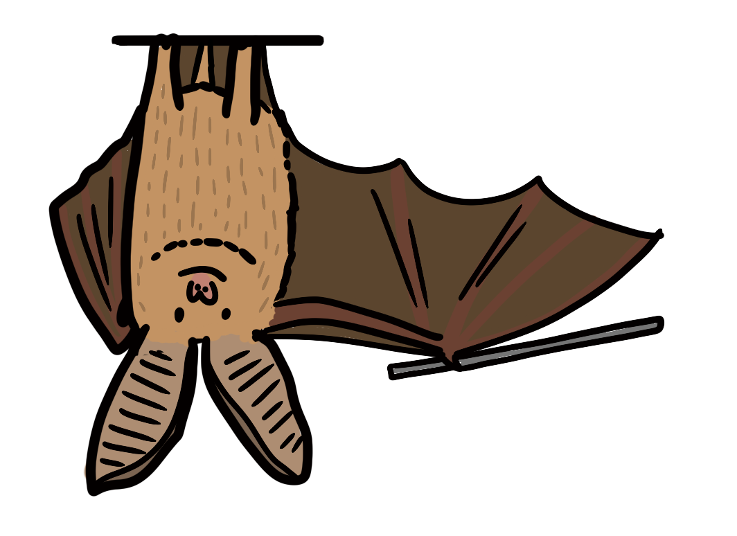 Learn more about night-time nature