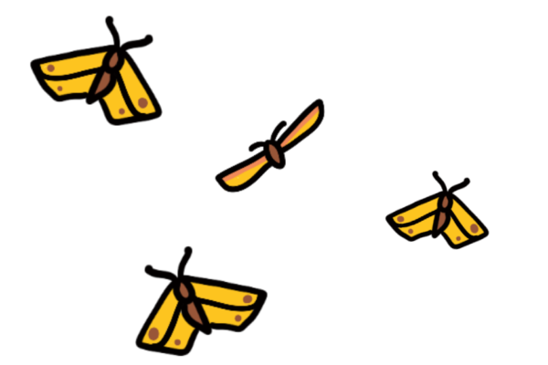 National Moth Recording Scheme