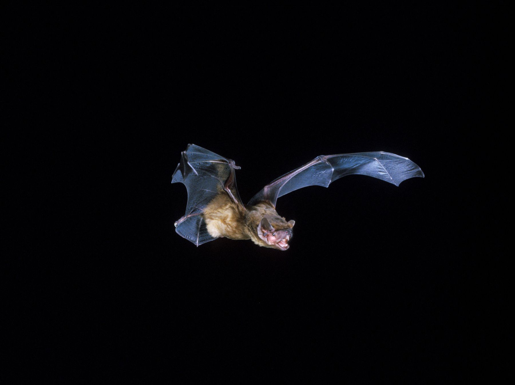Bat Detector Species ID Quiz