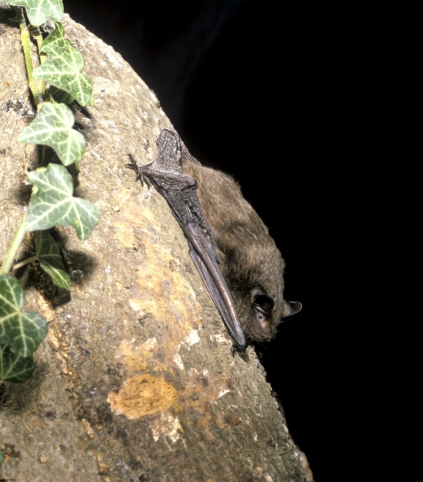 Drivers of bat declines