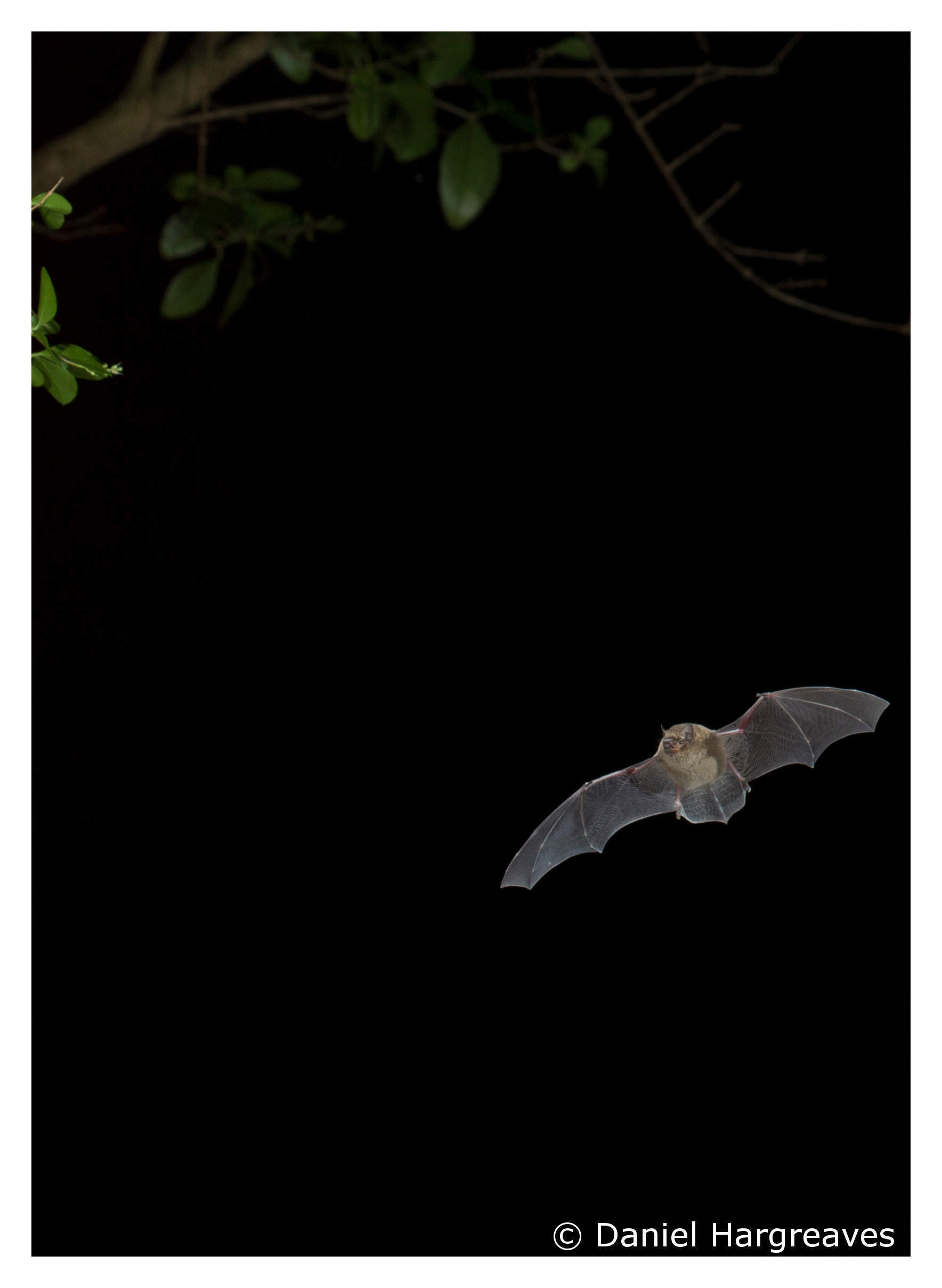 Facts About Bats & COVID-19
